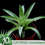 Catopsis morreniana