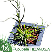 Coupelle Square Tillandsia