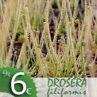 Drosera filiformis