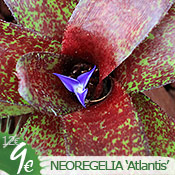 Neoregelia 'Atlantis'