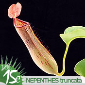 Nepenthes truncata
