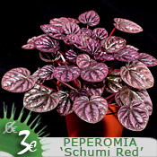 Peperomia caperata 'Schumi Red'