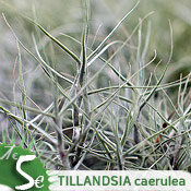 Tillandsia caerulea