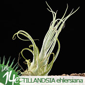 Tillandsi&ccedil;a ehlersiana
