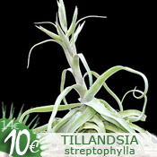 Tillandsia streptophylla
