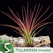 Tillandsia tricolor var. melanocrater