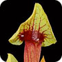 Sarracenia x catesbaei