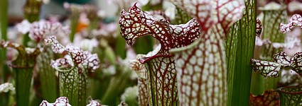 Sarracenia x 'Daniel Rudd'