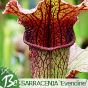 Sarracenia 'Evendine'