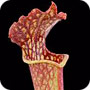 Sarracenia x farnhamii