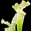 Nouveaux Sarracenia