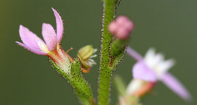 Stylidium graminifolium