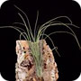 Tillandsia balbisiana