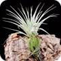 Tillandsia gardneri