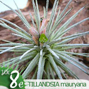 Tillandsia mauryana