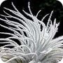 Tillandsia tectorum