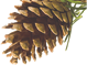 Newsletter Icon of a pinecone