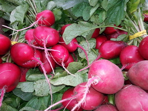 Radish