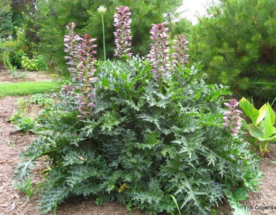 Acanthus Spinosa Is A Fantastic Perennial