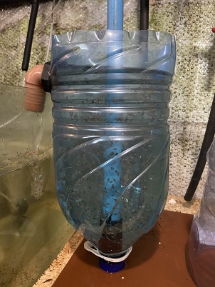 Tilapia Egg Incubators