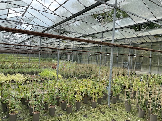 FOR SALE STOCK OF NURSERY PLANTS 40 60 OFF WHOLESALE PRICES