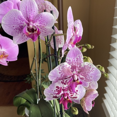 Beautiful photo of a blooming orchid plant. White with purple branching lines.