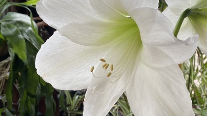 Bloom of an Amaryllis Plant. Bloom is pure white. Annville inn.