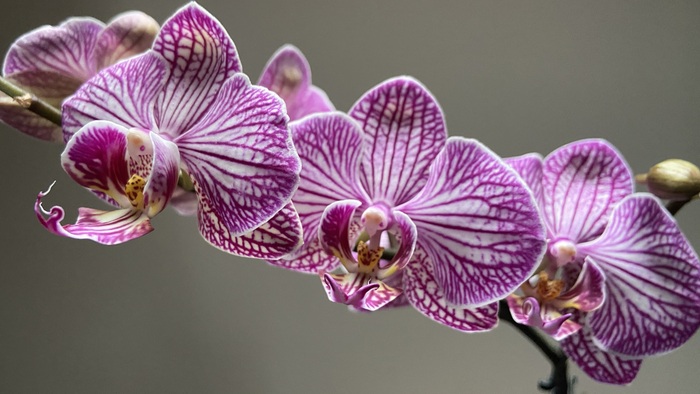Beautiful photograph of a blooming orchid plant. Purple orchid at Annville Inn.