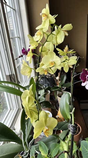 Beautiful photo of a blooming orchid plant. Yellow.