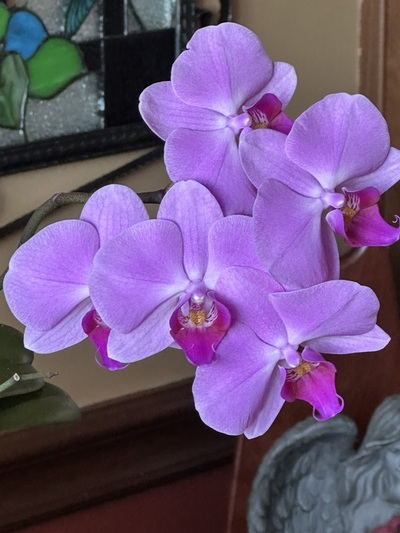 Beautiful photo of a blooming orchid plant. Purple.