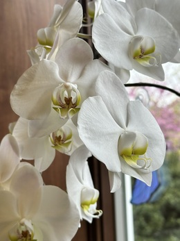Beautiful photo of a blooming orchid plant. Pure White.