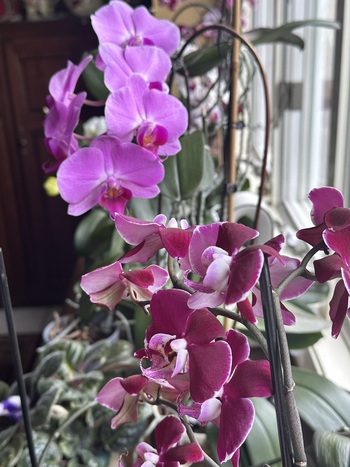 Beautiful photo of a blooming orchid plant. Light Purple.