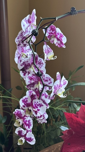 Beautiful photo of a blooming orchid plant. White with purple splotches.
