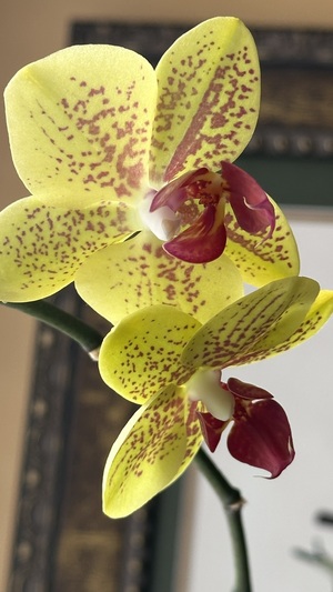 Beautiful photo of a blooming orchid plant. Yellow with purple splotches. At Annville Inn.