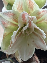 Photo of Amaryllis Plant, blooms are white.