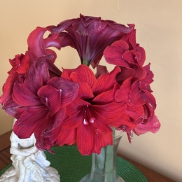 Bloom of an Amaryllis Plant. Bloom is red. Annville Inn.