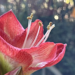 Bloom of an Amaryllis Plant. Bloom is red. Annville Inn.