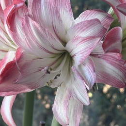 Bloom of an Amaryllis Plant. Bloom is red and white.