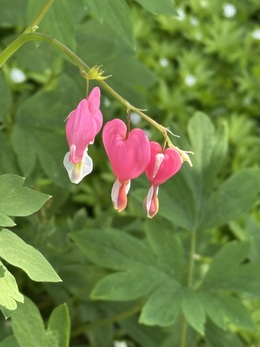 Bloom of a 