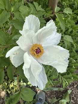 Bloom of a tree peony.
Bloom is white with a yellow center. Annville Inn.
