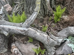 Close in view of fiddlehead ferns pushing up among tree stumps in the Inn's 