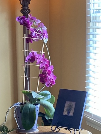  Beautiful photo of a blooming orchid plant. Purple.