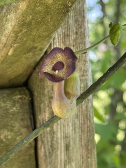 Bloom of a 