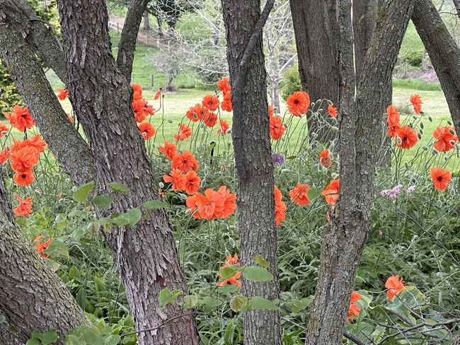 View of one of the northernmost gardens at Annville Inn B&B Gardens.
Bright orange-red poppies ae blooming across a large area. In front them are slender tree trunks, which add another layer of interest in the image. 