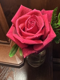 Red rose, shown in vase. First bloomer of the season in our Gardens.
Chrysler Imperial, Hybrid Tea