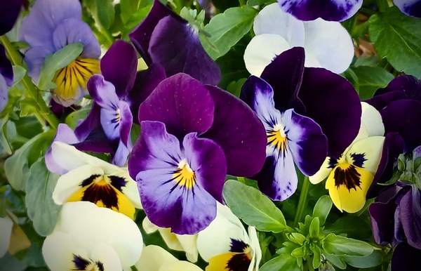 Viooltjes