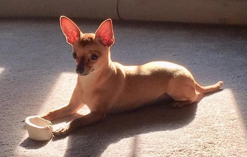 Nj Aid For Animals Takes Your Donation Steps Further
