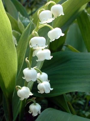 muguet