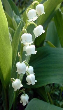 muguet