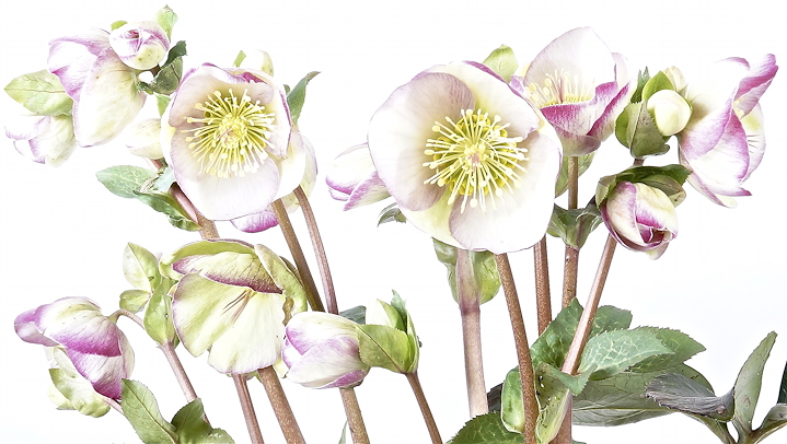 Helleborus hybridus 'Glenda's Gloss' (Rodney Davey Marbled Group)